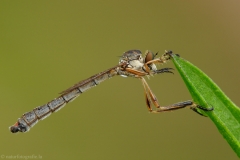 52 Gemeine Schlankfliege